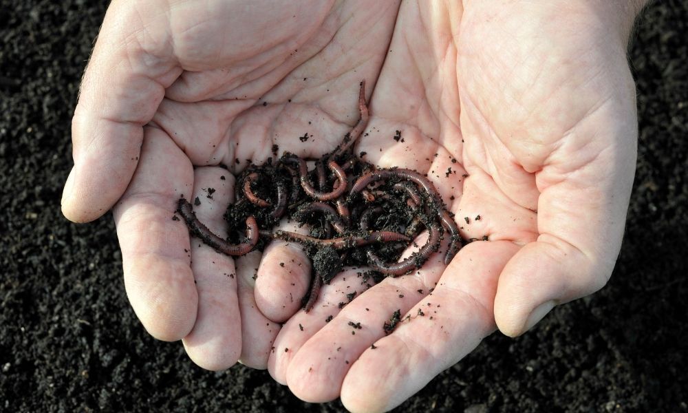 mãos segurando minhocas na terra