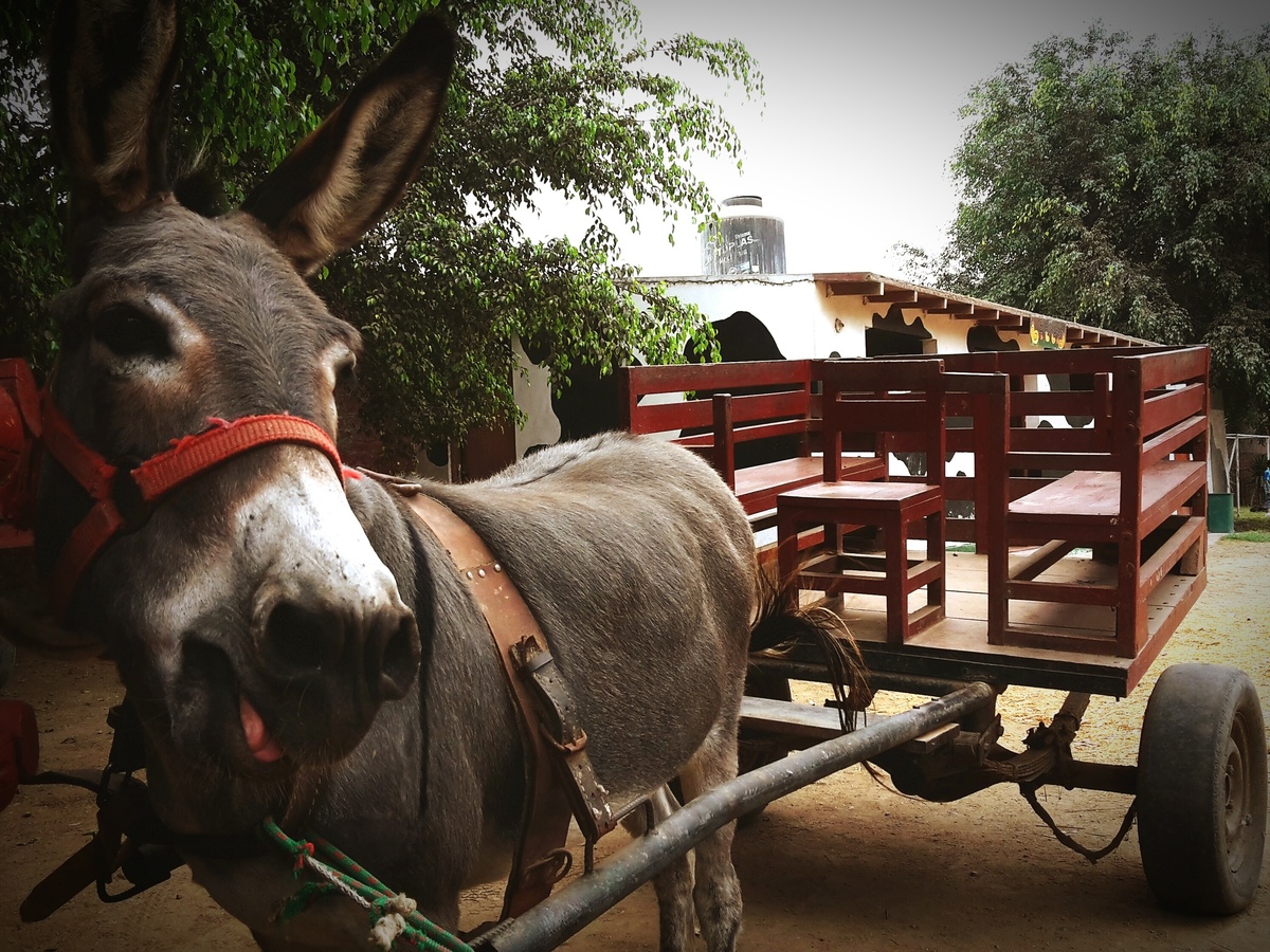 Burro puxando carroça 