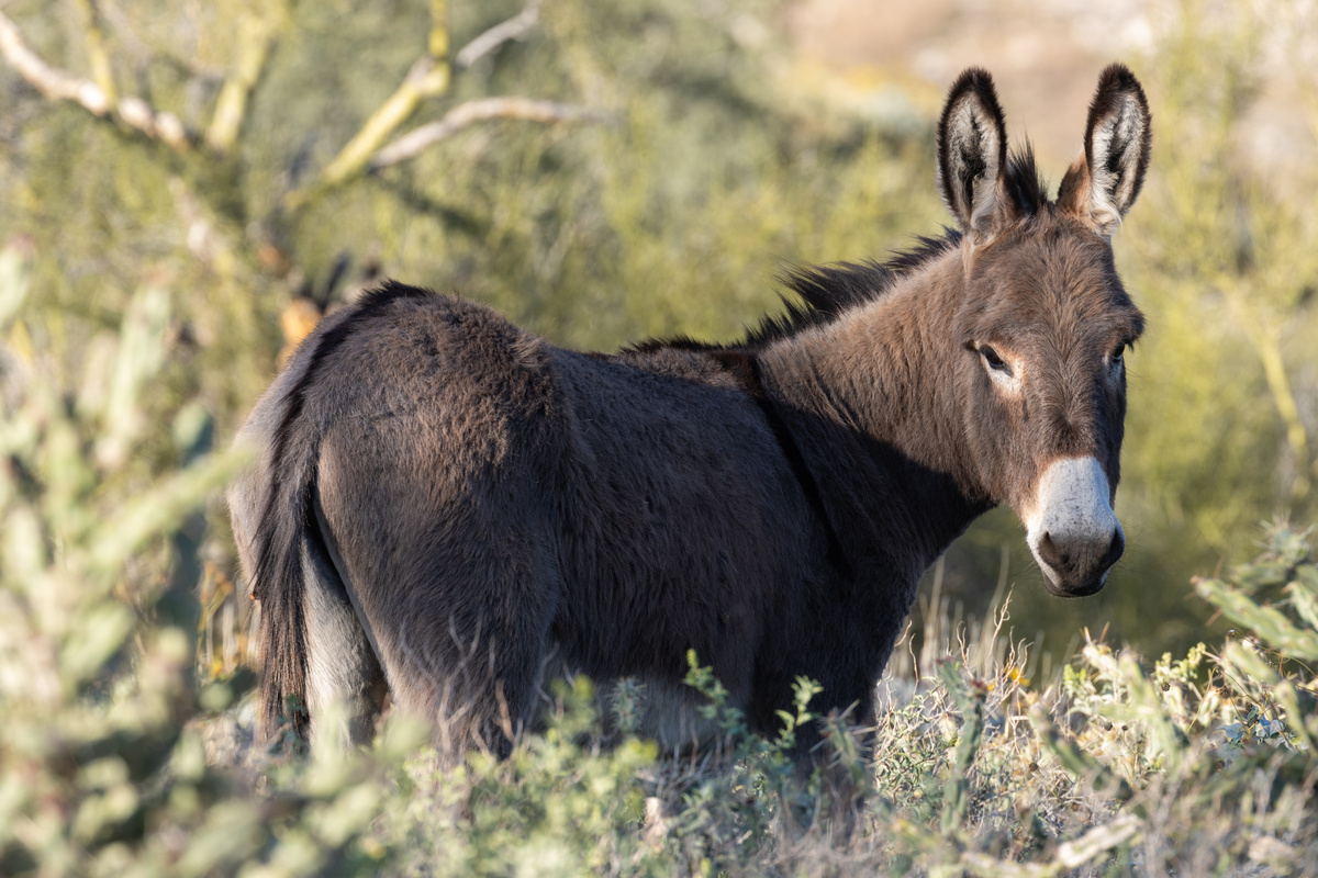 Burro pastando sozinho