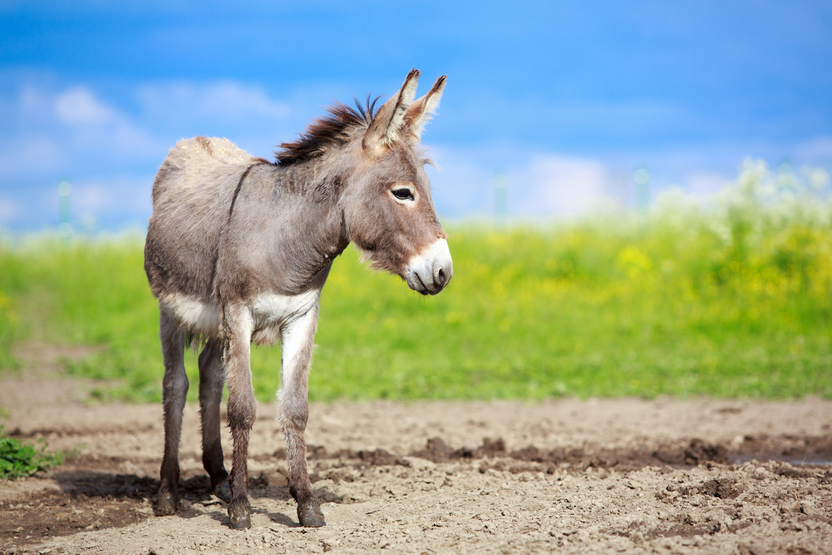 Pequeno burro caminhando numa fazenda