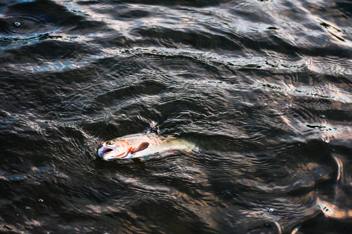 Peixe morto no rio