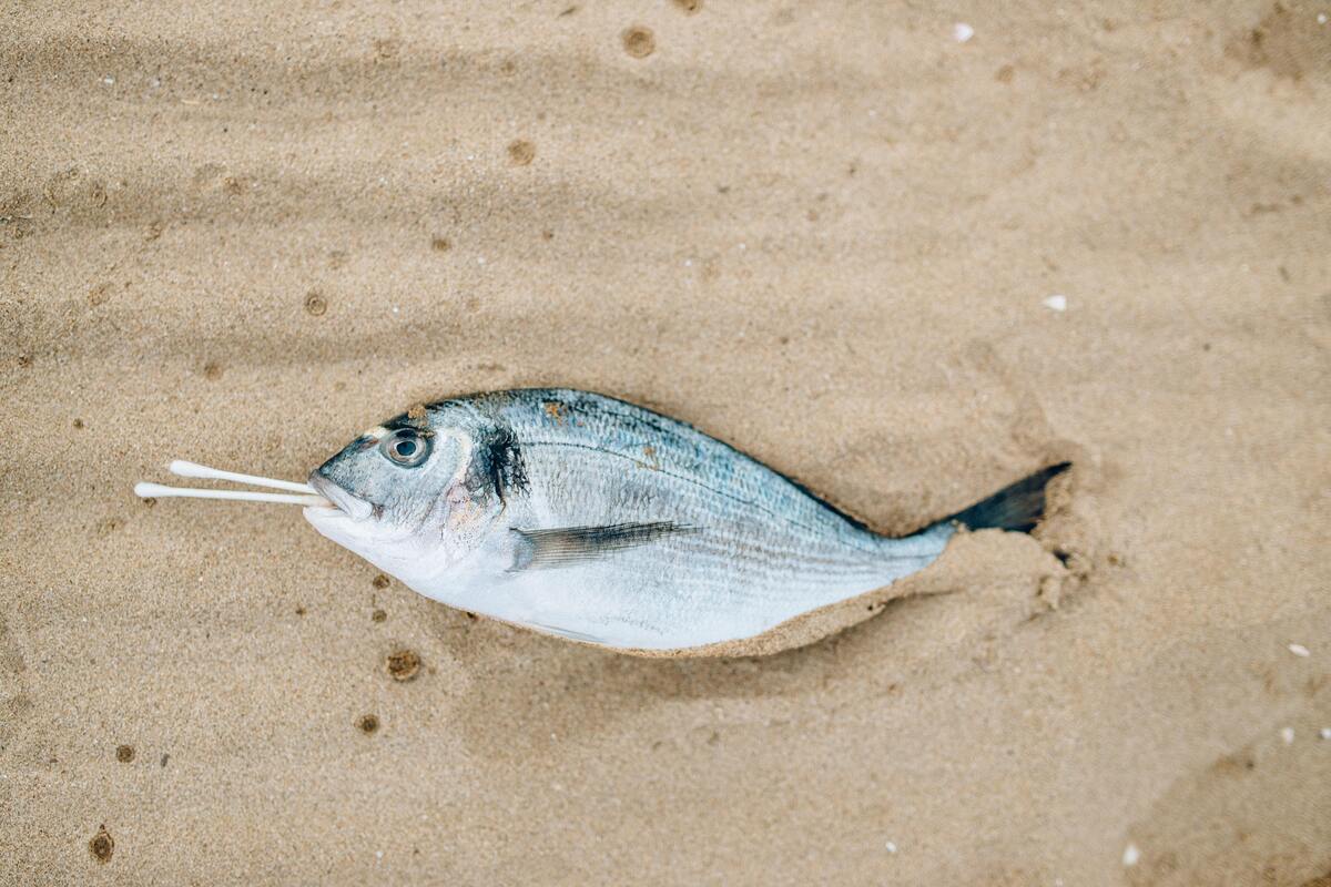 Peixe morto na areia com dois contonetes na boca