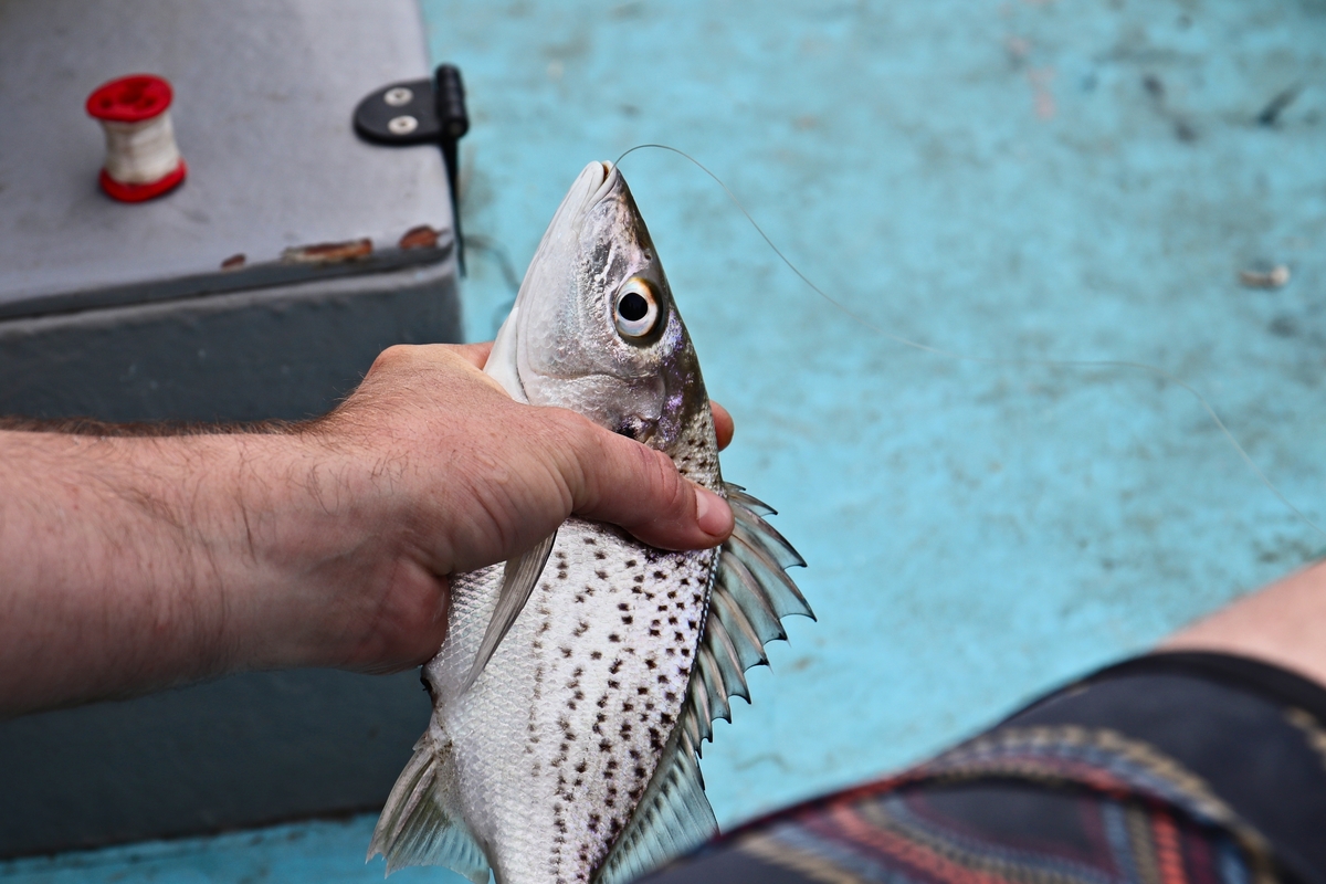 Peixe morto na mão de um homem