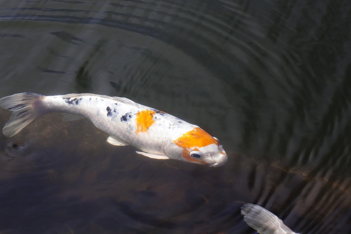 carpa branca