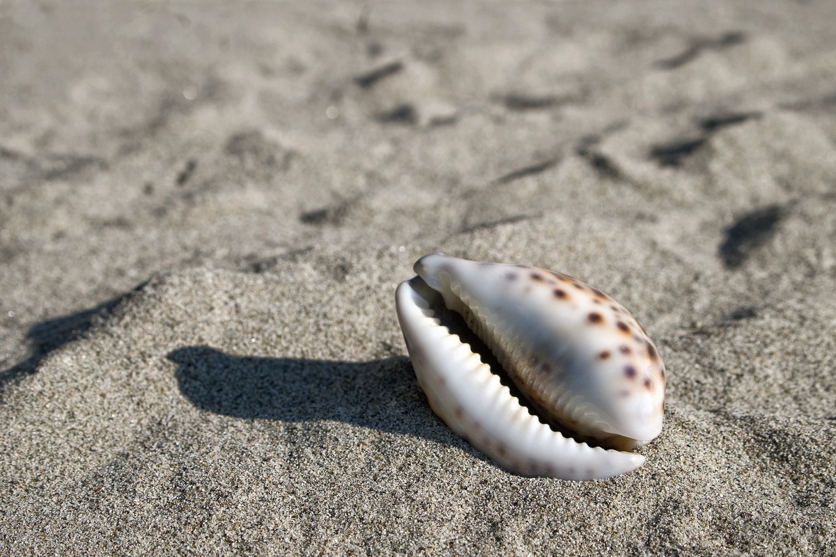 búzios na areia