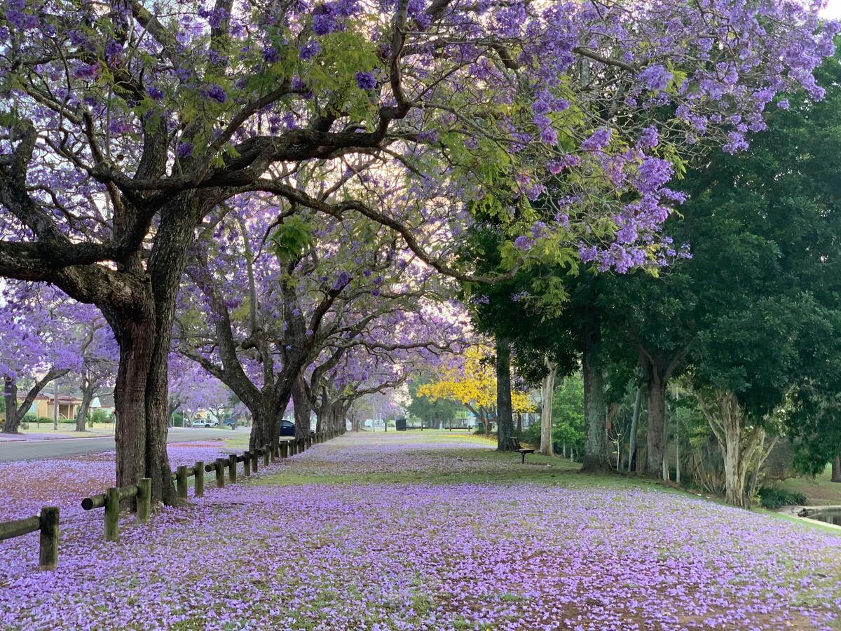 Jardim com flores roxas no chão.