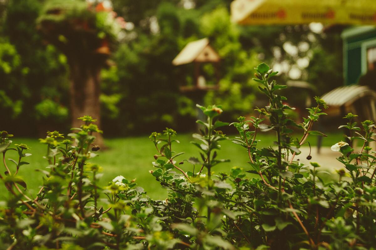 Plantas em um jardim.