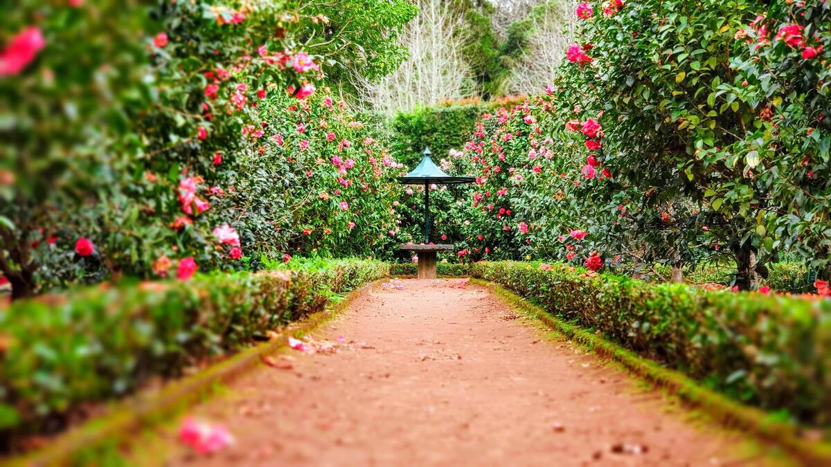 Caminho com flores.