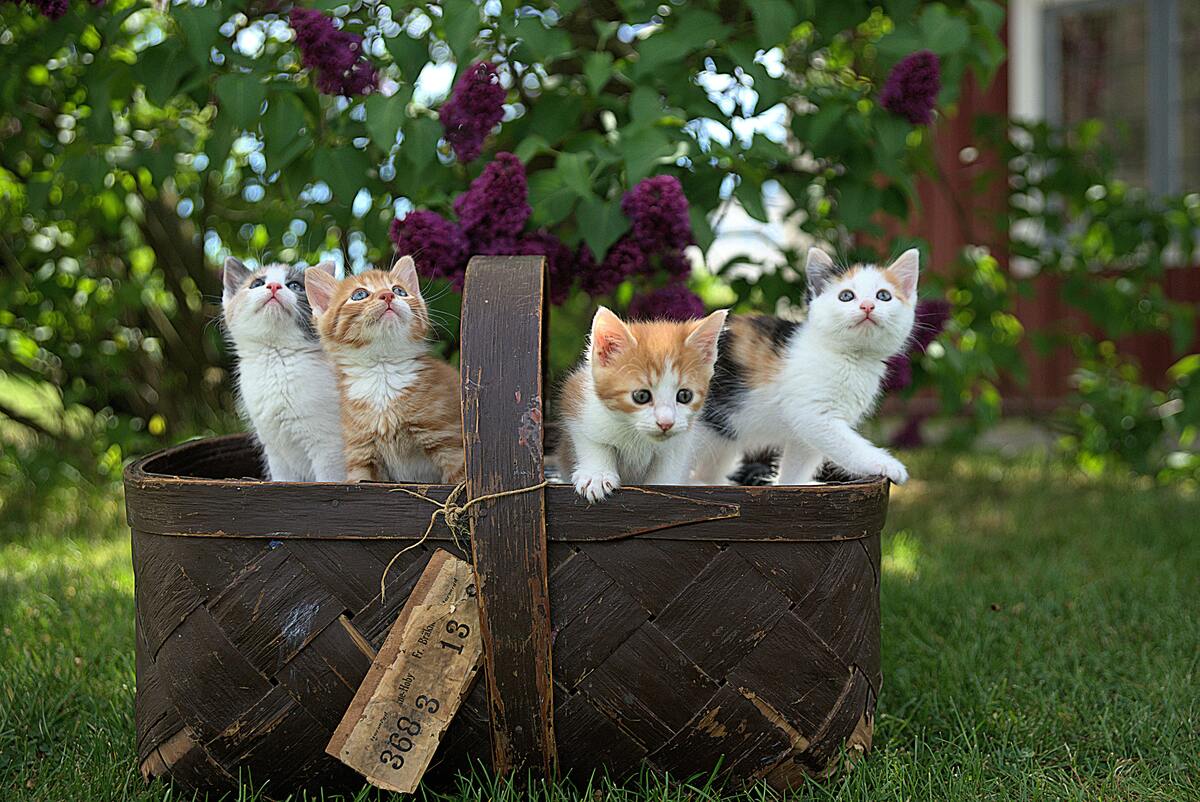 Cesta cheia de filhotes de gatos.