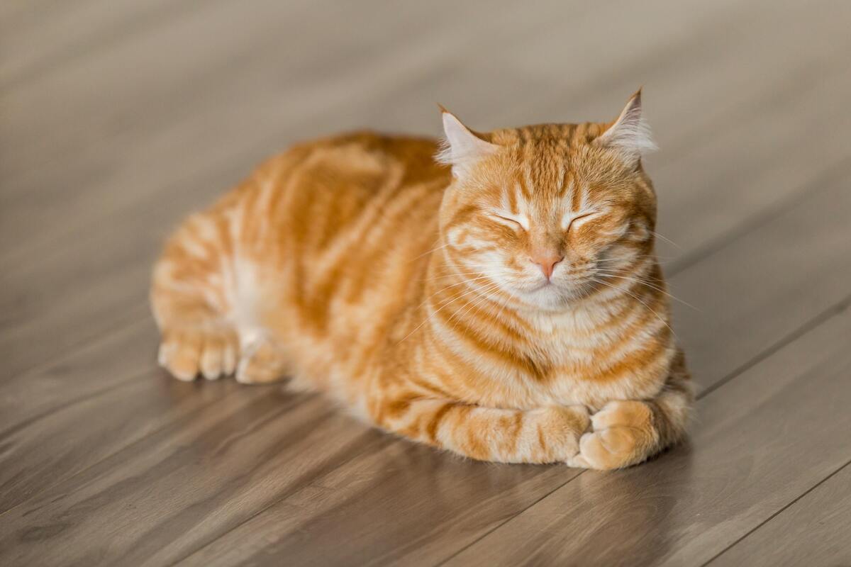 Gato deitado no piso da casa, de olhos fechados. 