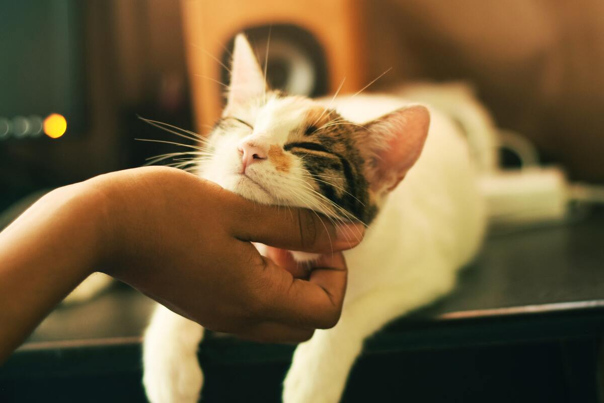 Mulher fazendo carinho em um gato.