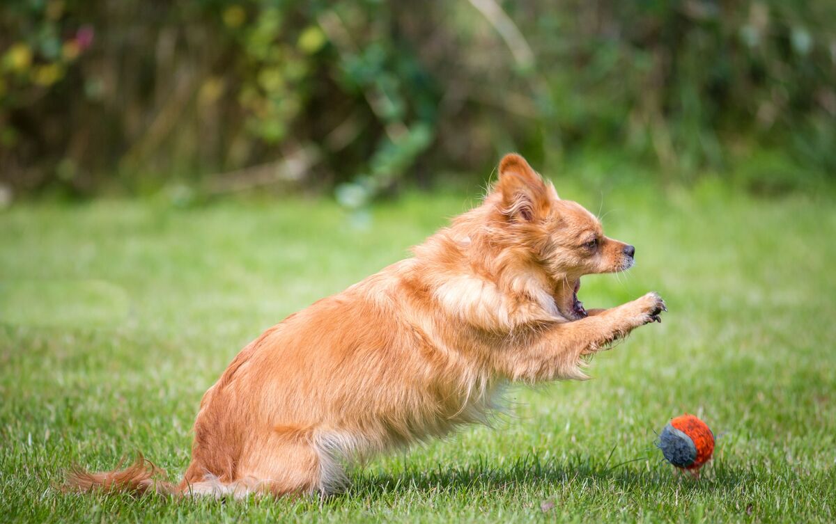 Cachorro perseguindo bolinha.