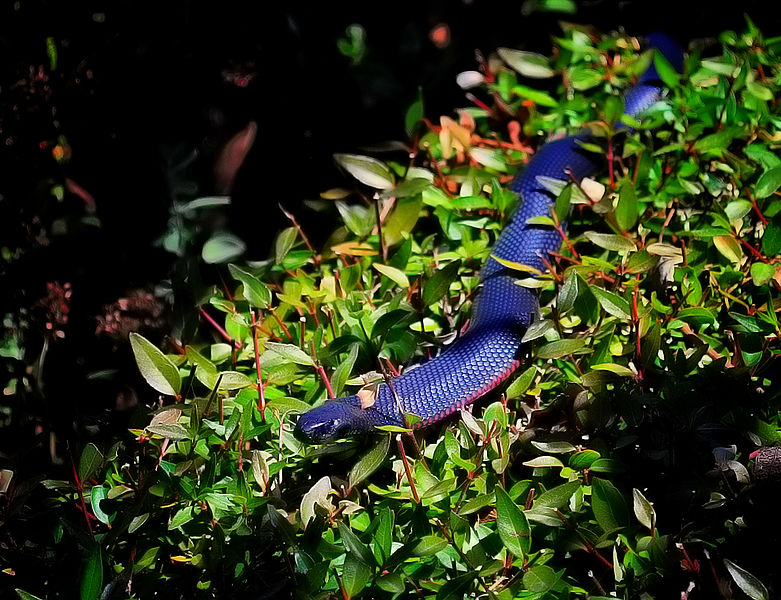 cobra azul no mato