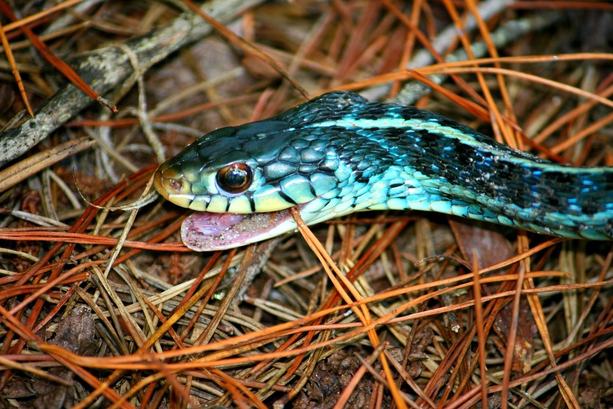 cobra azul