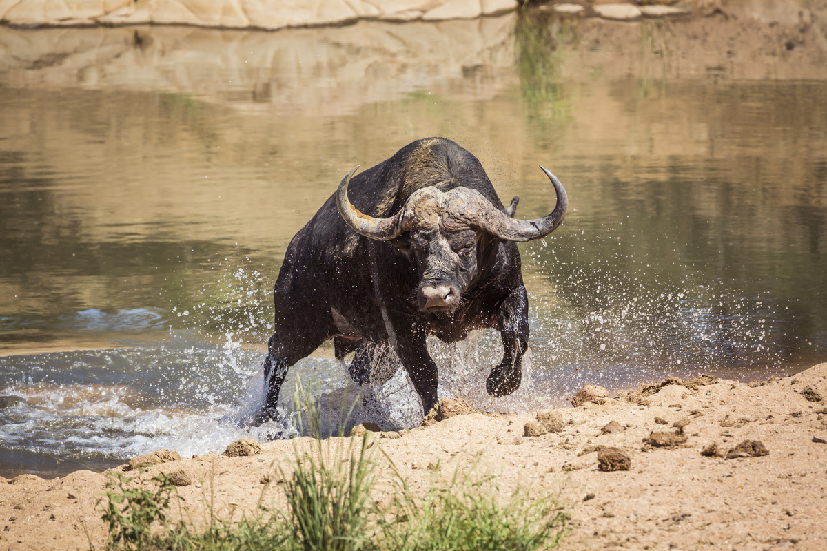 Búfalo correndo para fora de lago.