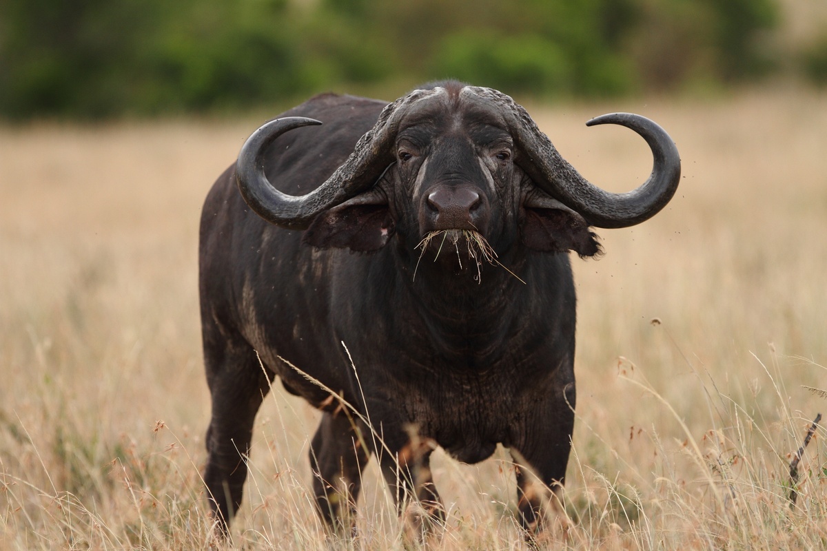 Búfalo preto mastigando capim.