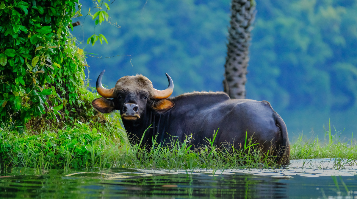 Búfalo preto dentro d'água. 