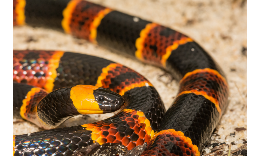 Foto de Cobra-coral no chão focando na cabeça.