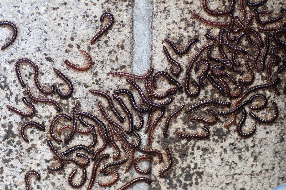 Infestação de centopeias marrons.