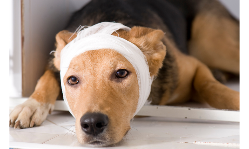 Cachorro marrom deitado com a cabça enfaixada.