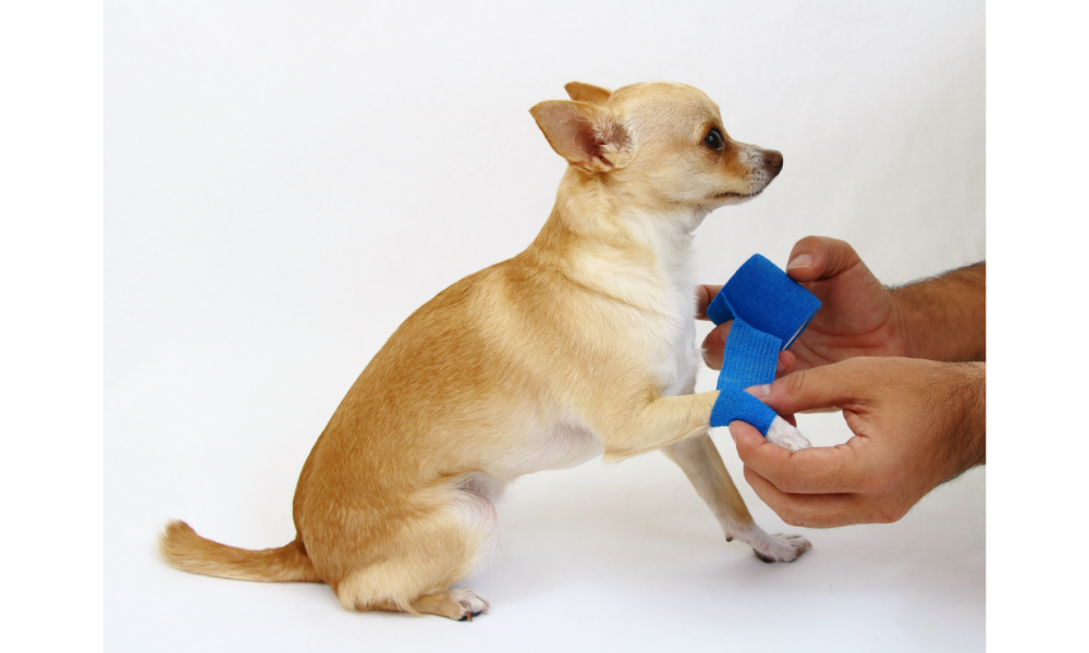 Cachorro pequeno de lado sentado com uma patinha sendo enfaixada.