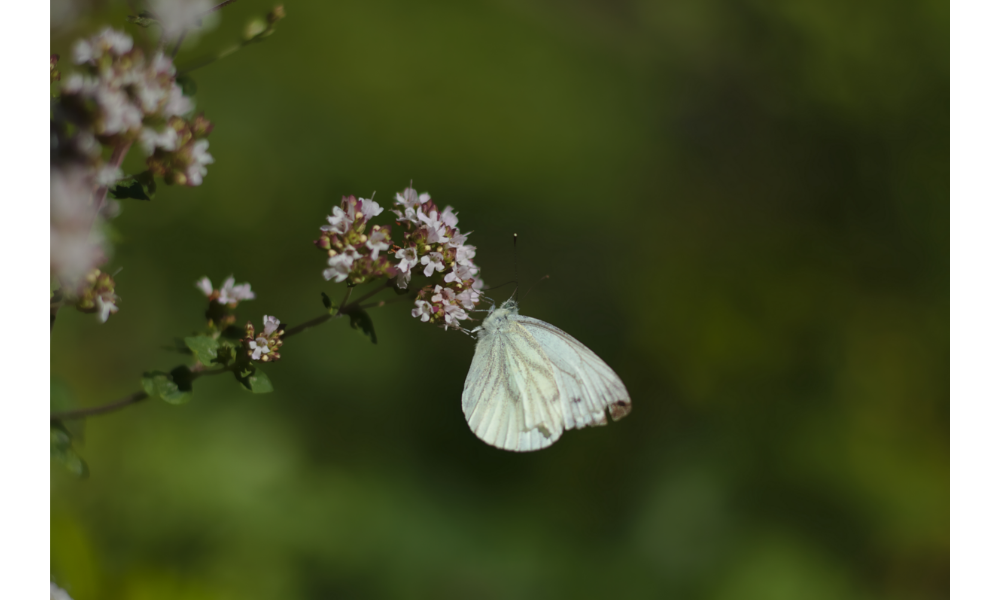 Borboleta branca pousada em um galho com pequenas flores.