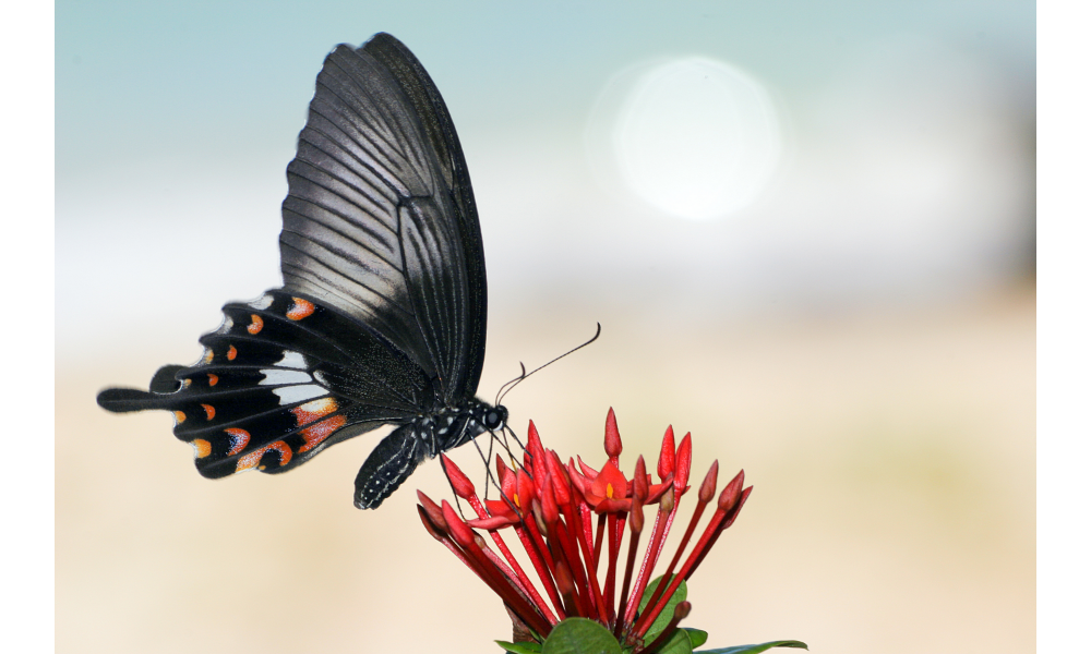 Borboleta preta e laranja pousada em flores vermelhas.