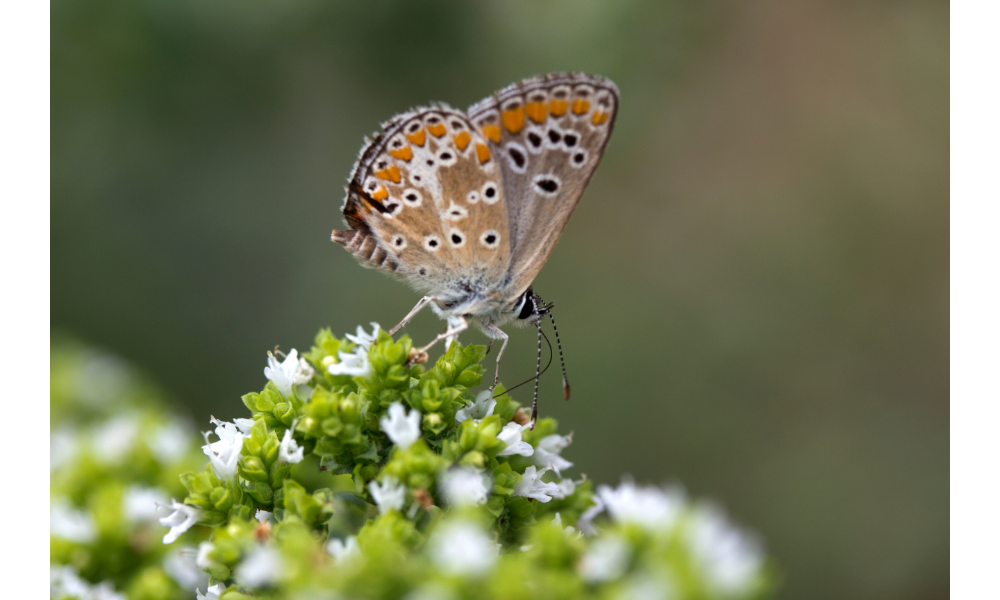 Borboleta laranja com bolinhas pretas pousada em galho com flores brancas.