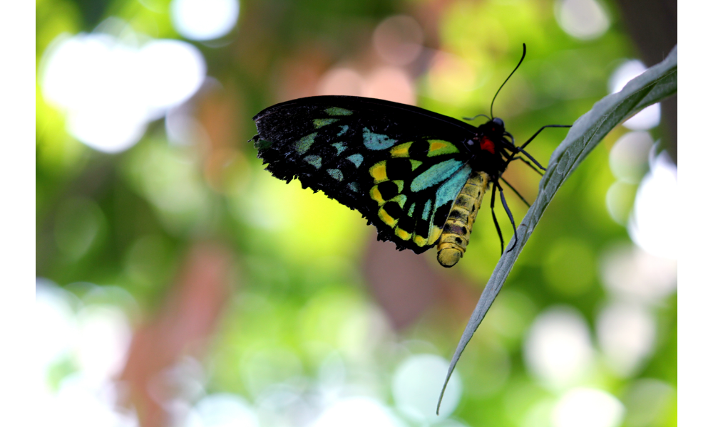 Borboleta azul, preta e verde pousada em um galho.