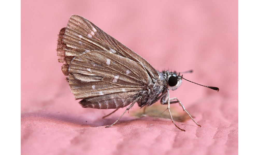 Mariposa marrom pousada.