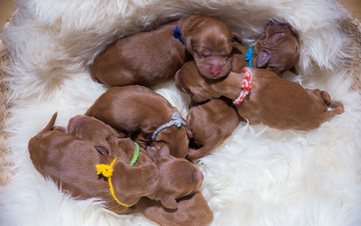 Filhotes de cachorro recém-nascidos.