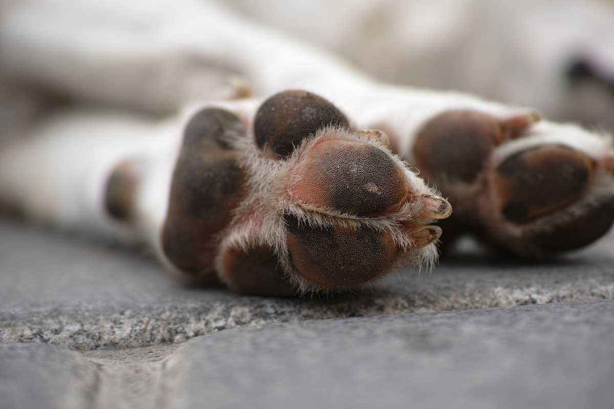 Patas de cachorro morto na rua