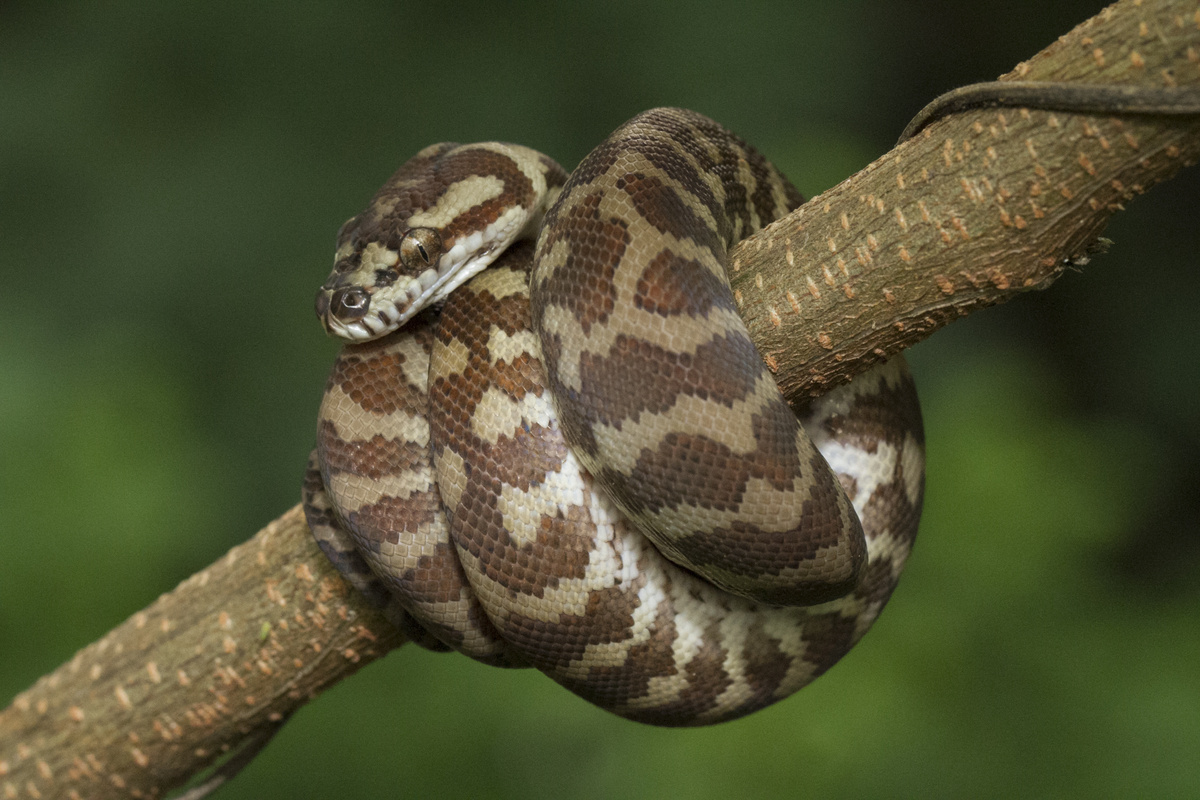 Uma cobra enrolada em um galho de árvore