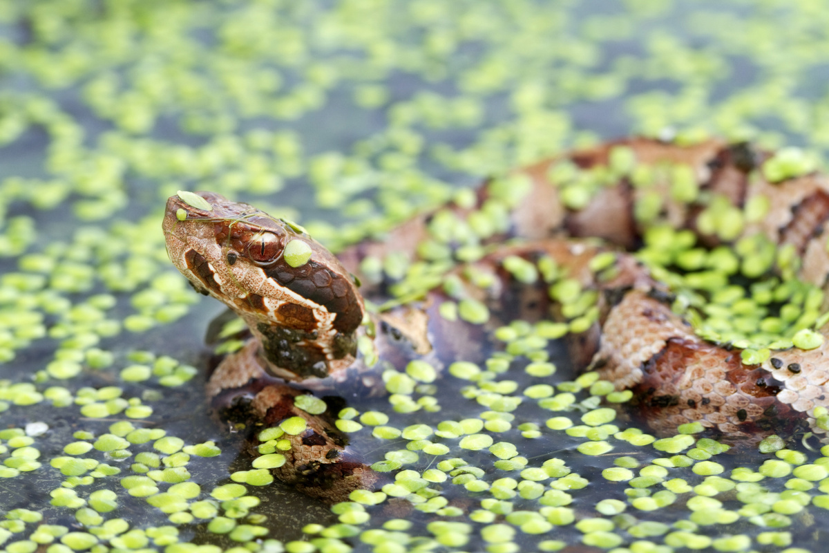 Uma cobra dentro de uma lagoa