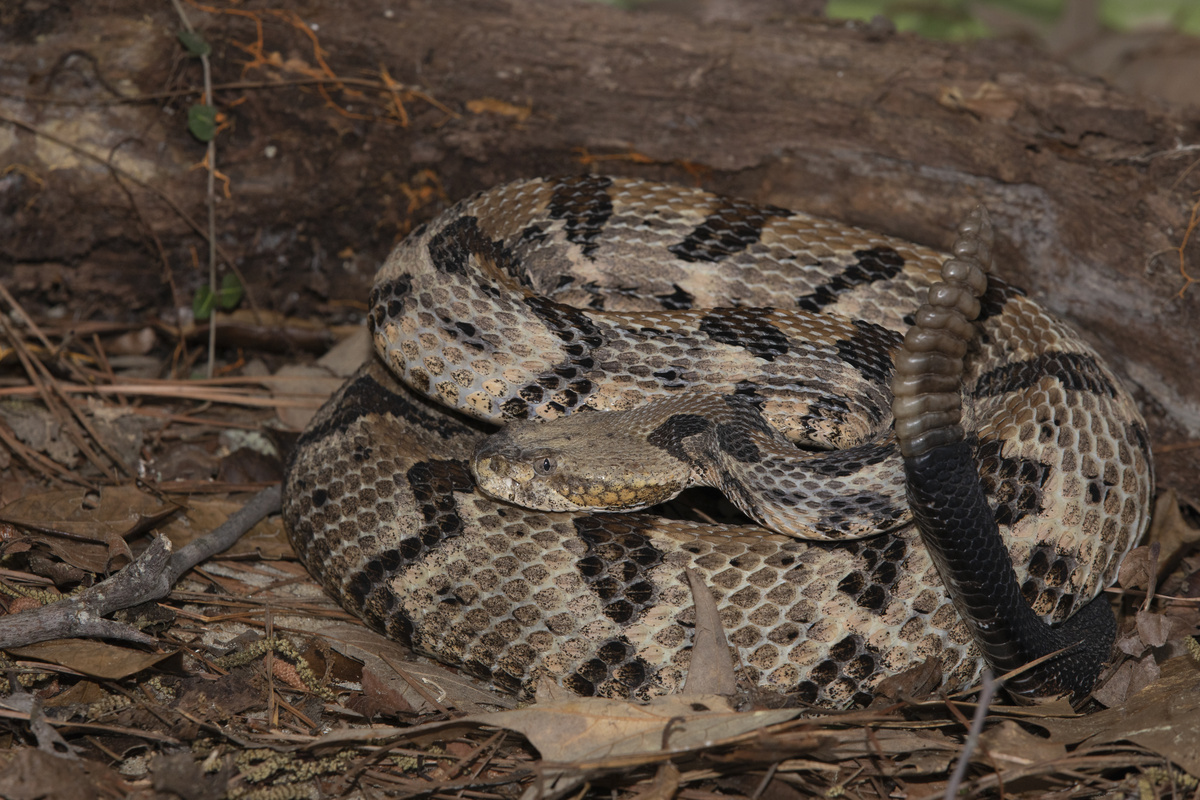 uma cobra enrolada do lado de um tronco de árvore