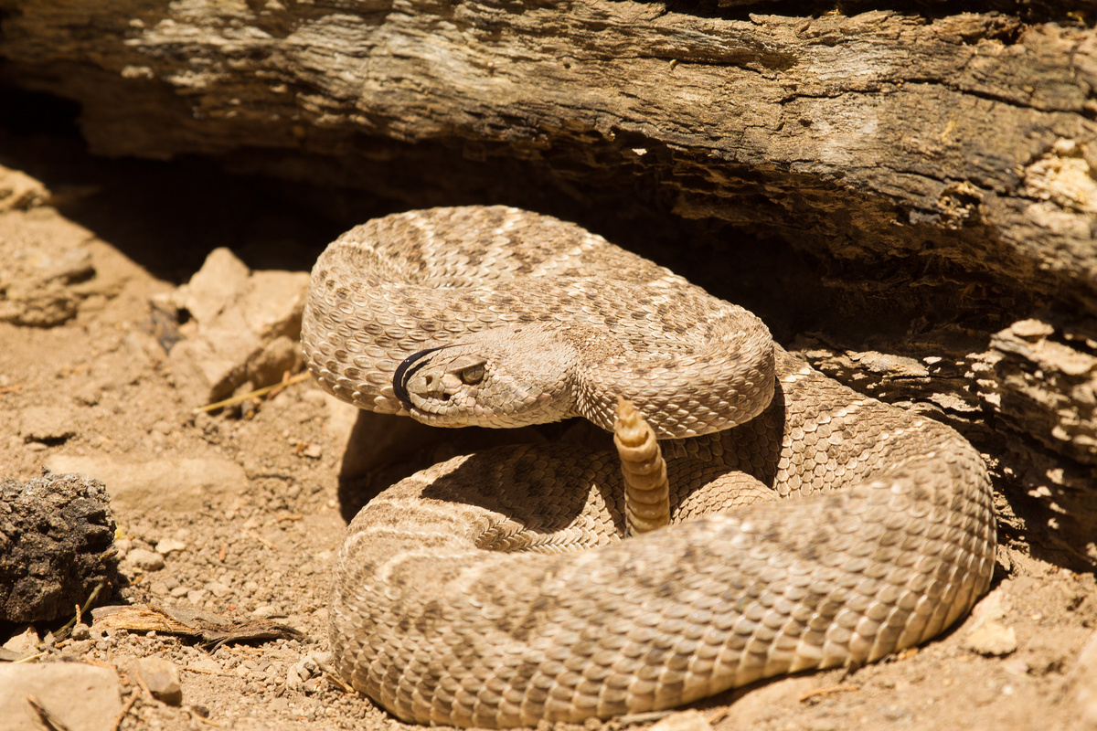 Uma cobra enrolada em um tronco de árvore