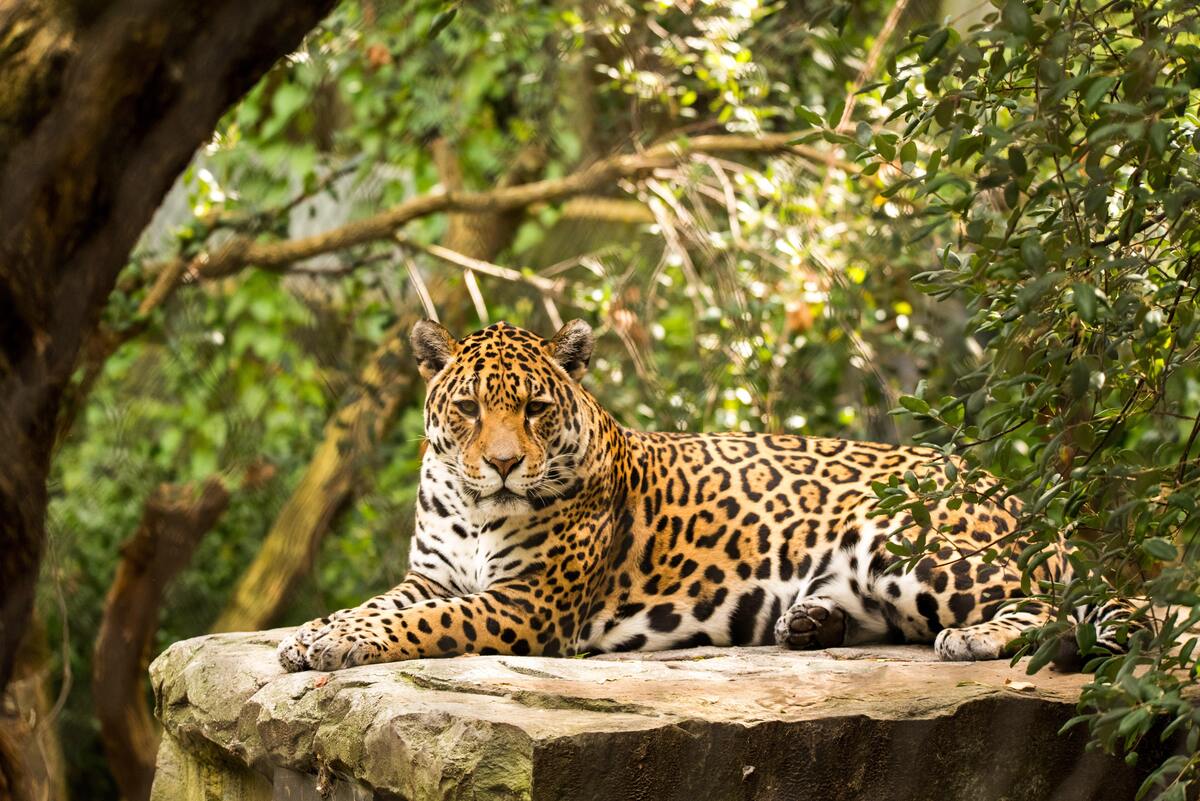 Onça deitada em uma pedra.