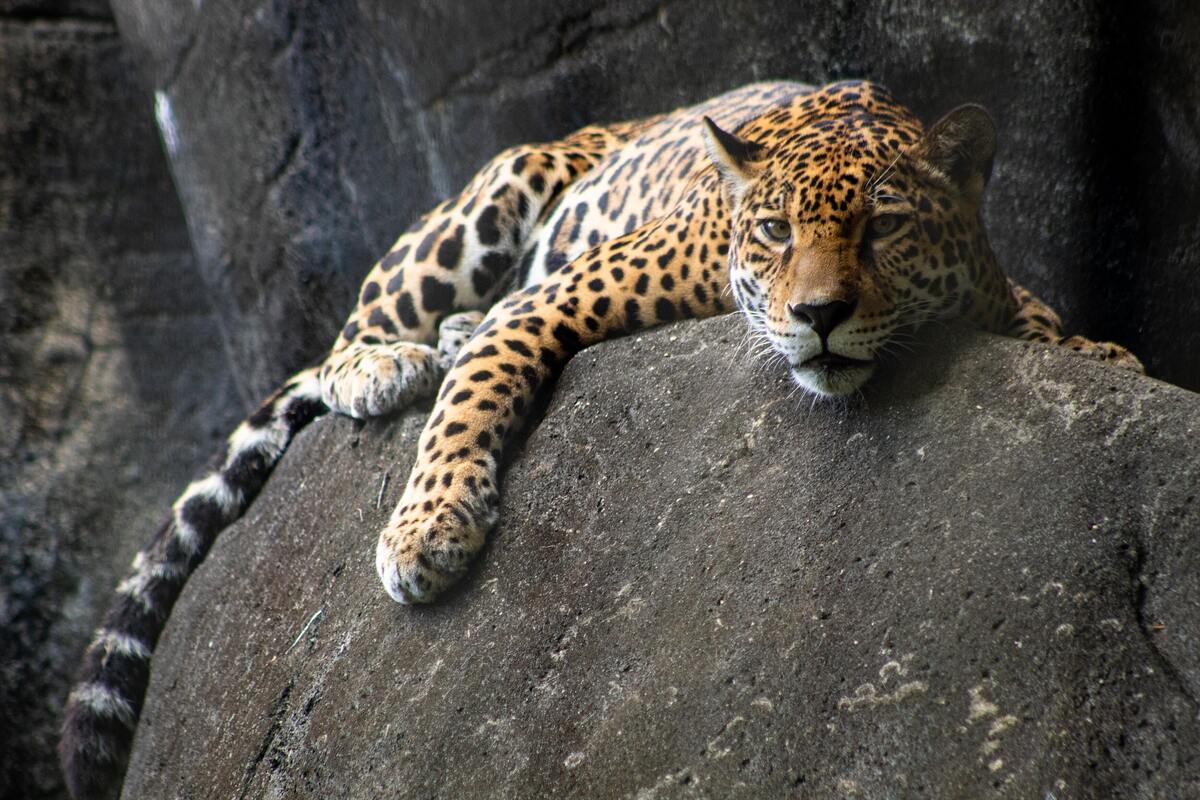 Onça deitada em uma pedra.