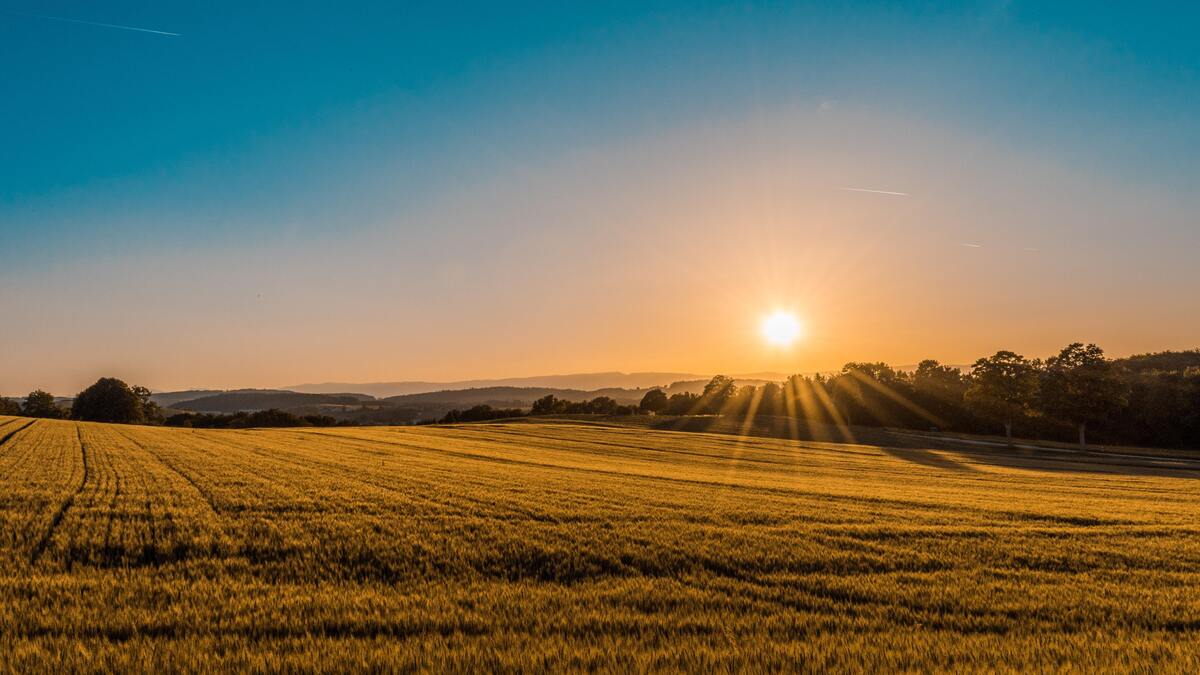 Sol em um campo gramado. 