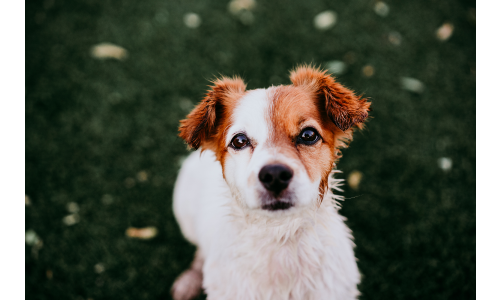 Cachorro filhote branco e marrom.