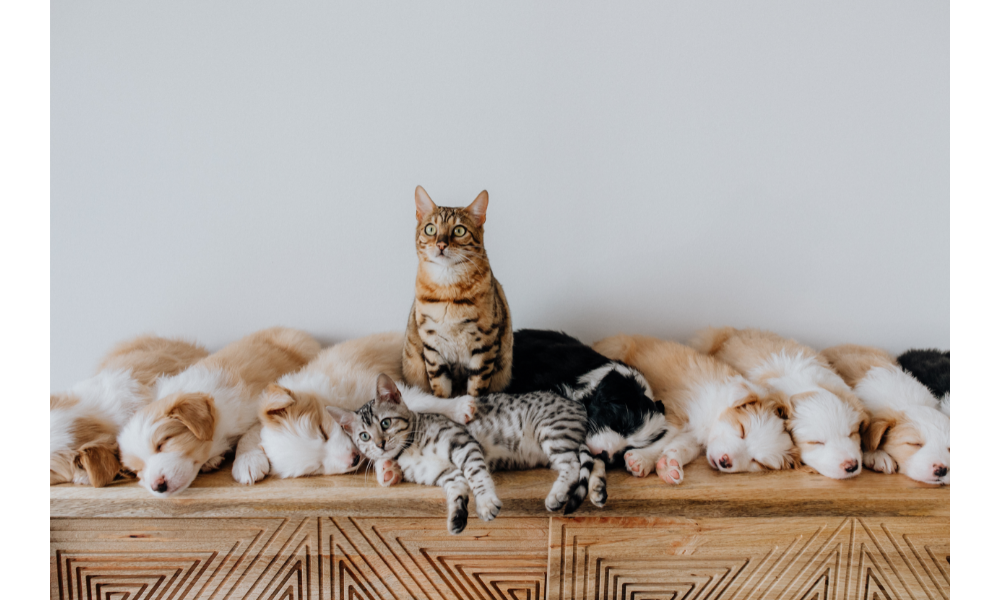 Gatos e cachorros filhotes juntos em uma mesa.