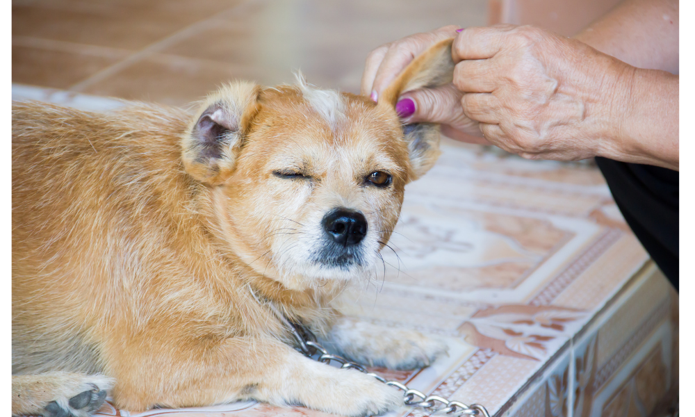 Pessoas pegando pulga na orelha de um cachorro.