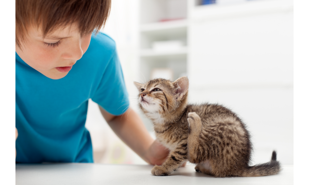 Gatinho filhote se coçando ao lado de um menino.