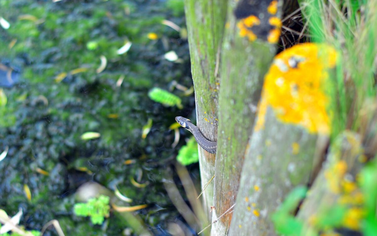 Cobra pequena em troncos de árvore.