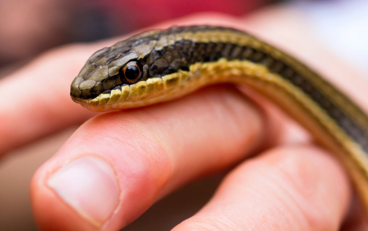 Cobra pequena rastejando sobre mão.