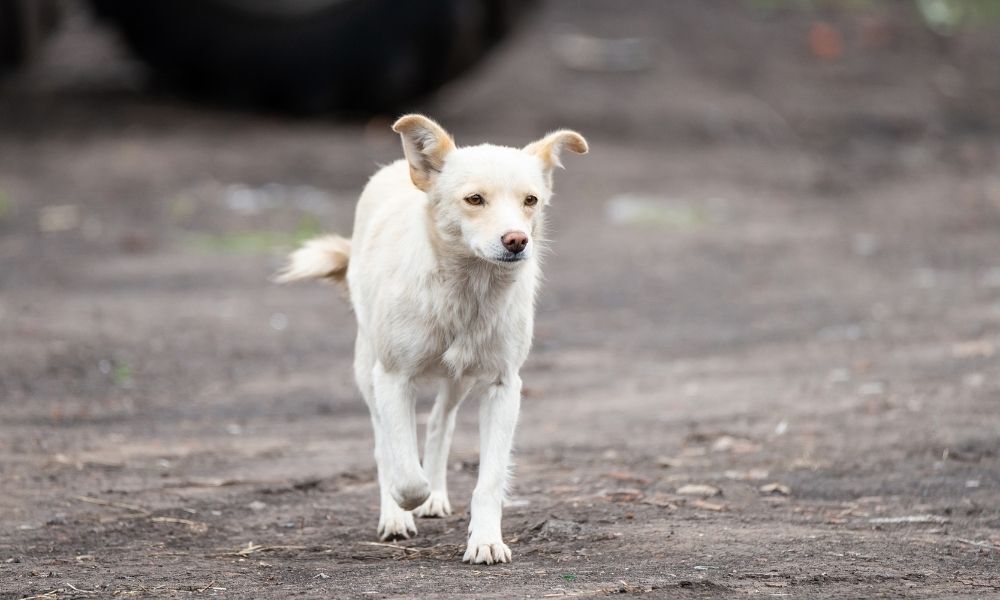 cachorro na rua