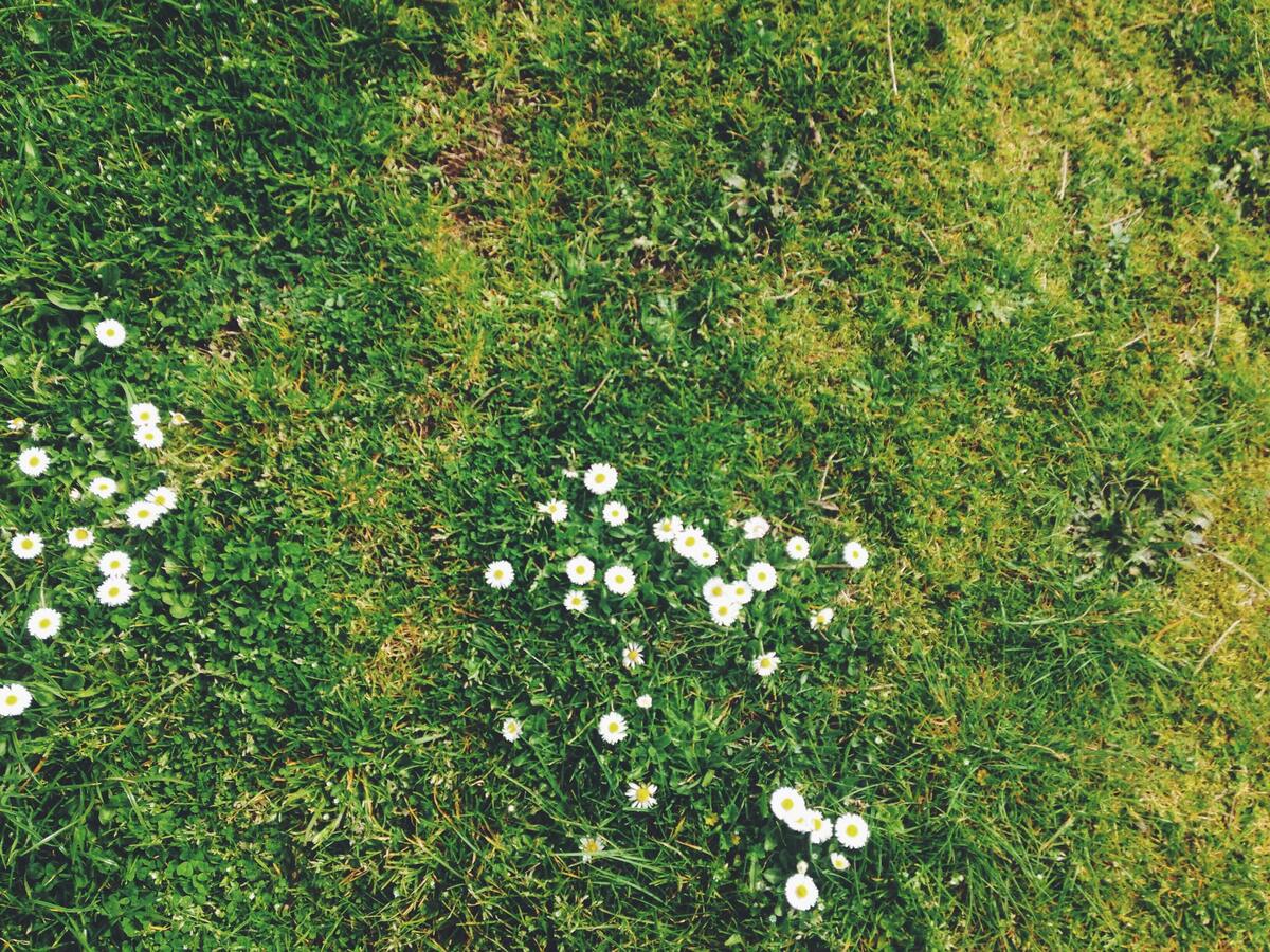 Grama com algumas flores.