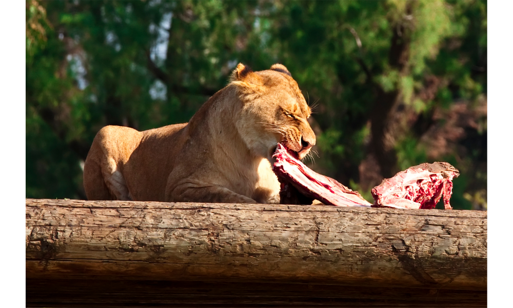 Leoa se alimentando.