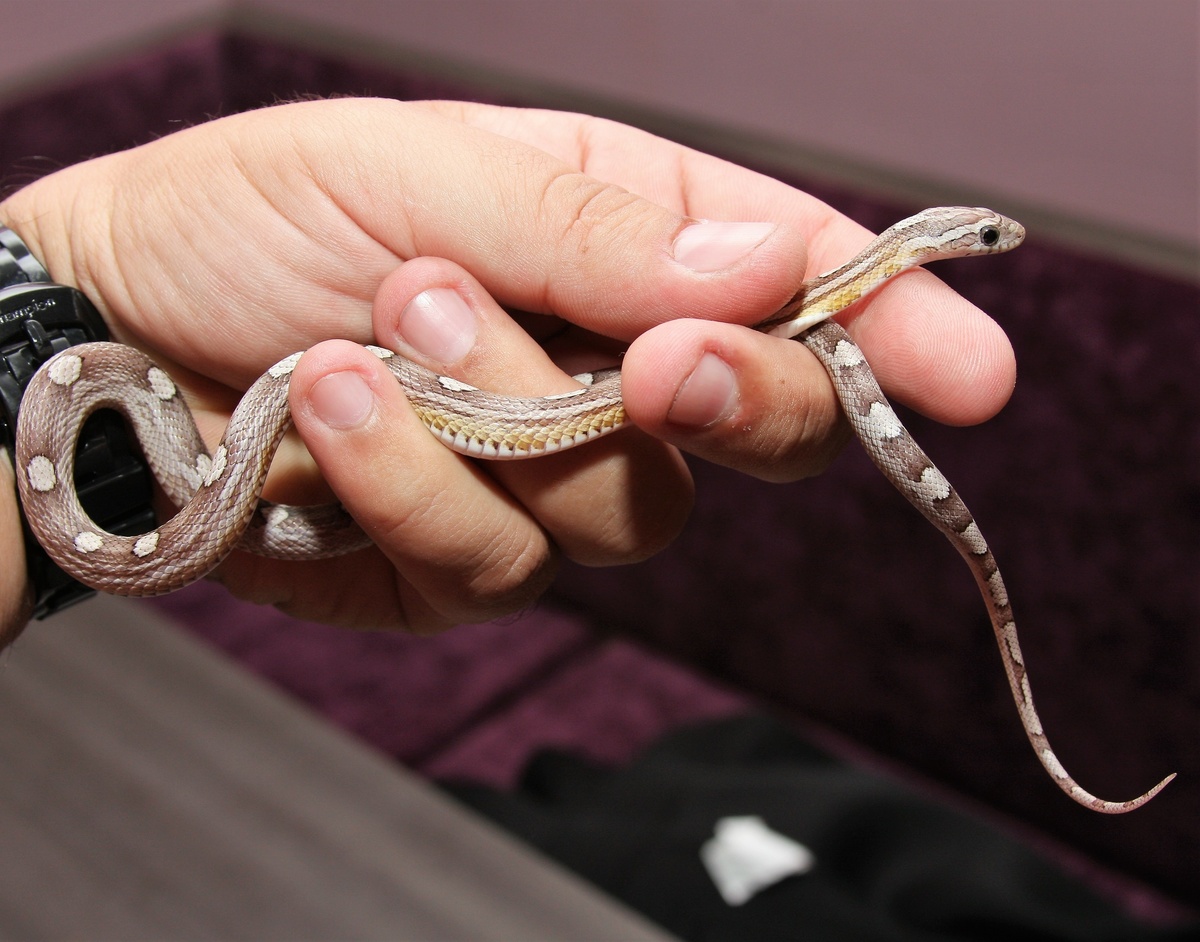 Pessoa segurando pequena cobra cinza e branca