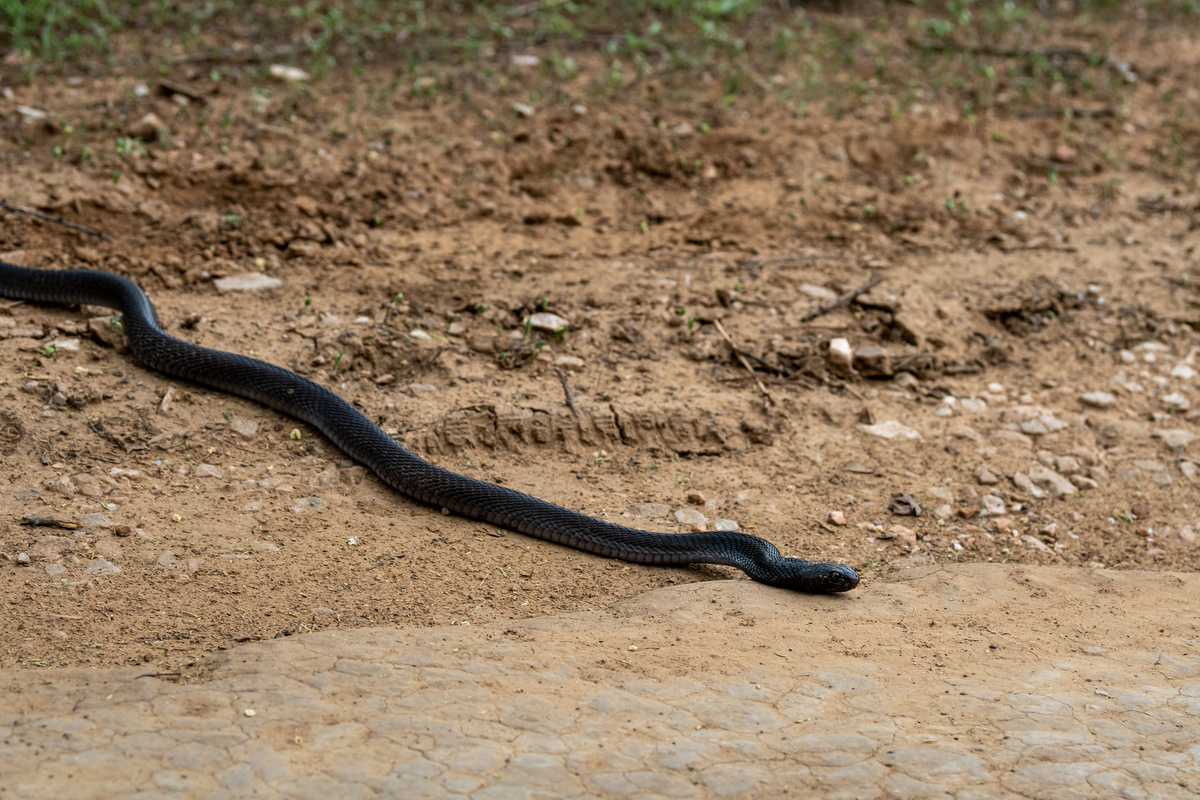 Cobra cinza rastejando